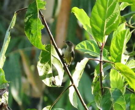 Image of Scarlet-headed Flowerpecker