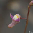 Image de Utricularia limosa R. Br.