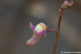 Image of Utricularia limosa R. Br.