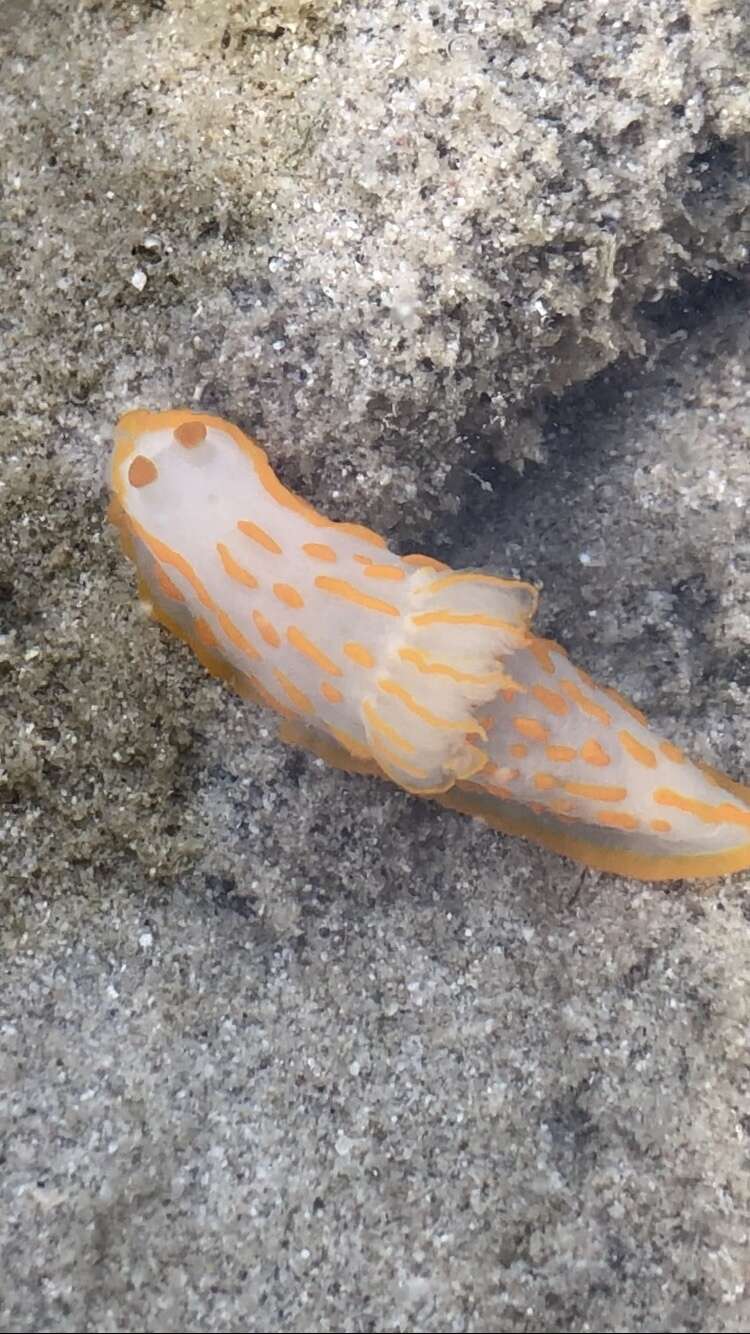 Image of Orange lined transluscent slug