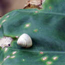 Image of Satsuma careocaecum Wu, Hwang & Lin 2008