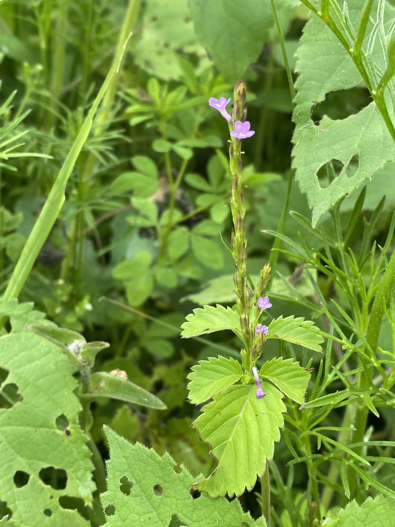 Plancia ëd Bouchea prismatica (L.) Kuntze