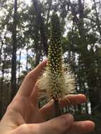 Image of Xanthorrhoea macronema F. Muell. ex Benth.