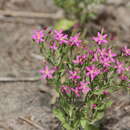 Image of Zeltnera breviflora (Shinners) G. Mansion