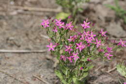 Zeltnera breviflora (Shinners) G. Mansion resmi