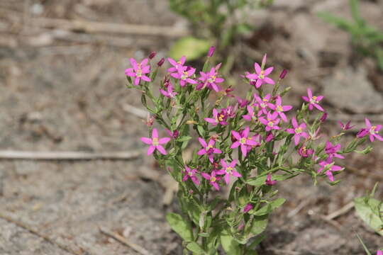 Image de Zeltnera breviflora (Shinners) G. Mansion