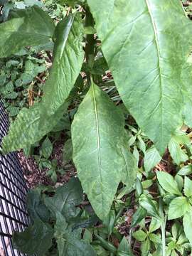 Pokeweed mosaic virus resmi