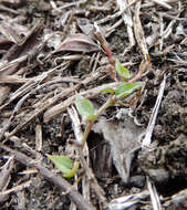 Image of Ceropegia linearis subsp. linearis