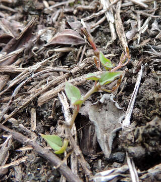 Image of Ceropegia linearis subsp. linearis