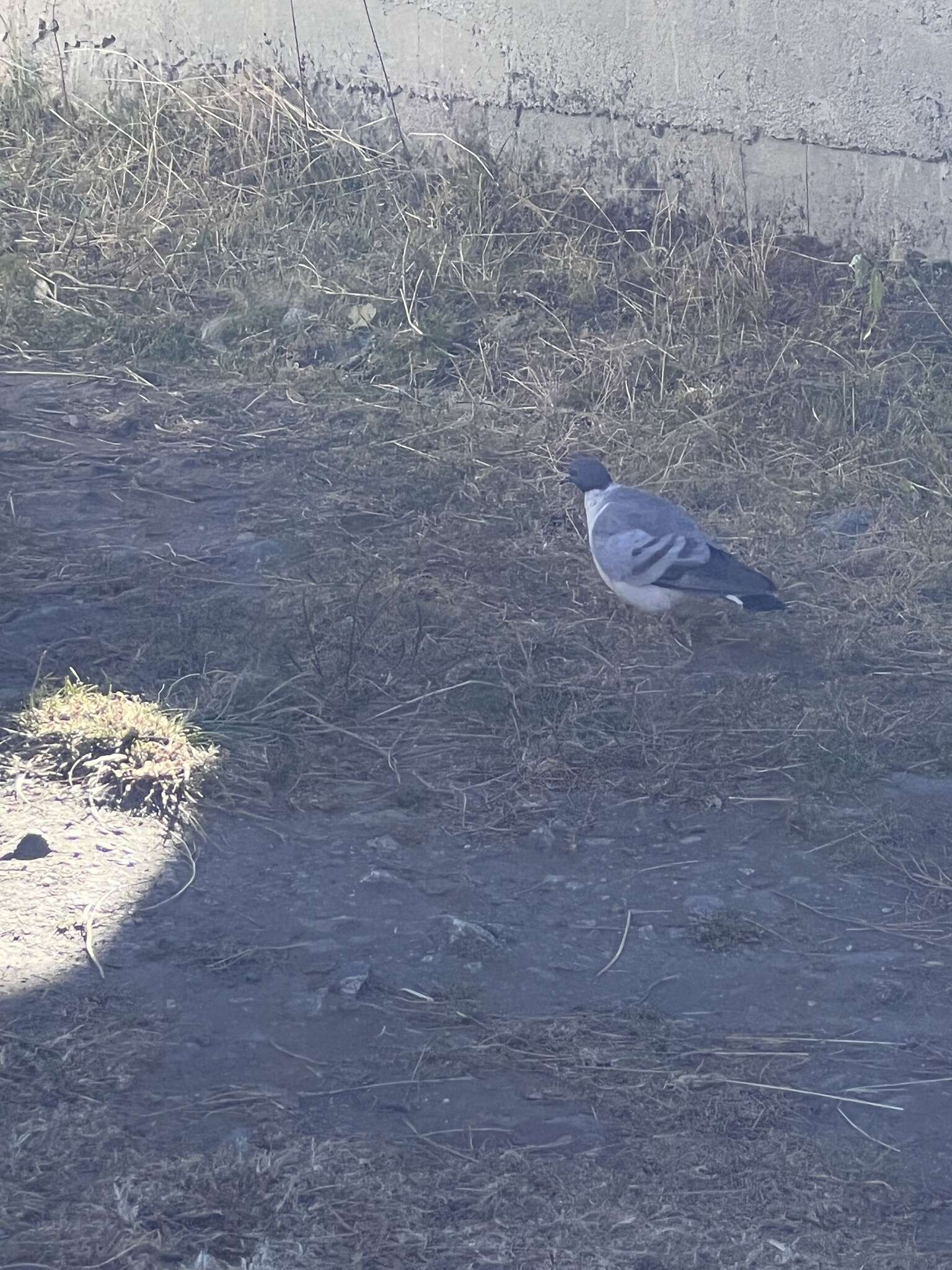 Image of Snow Pigeon