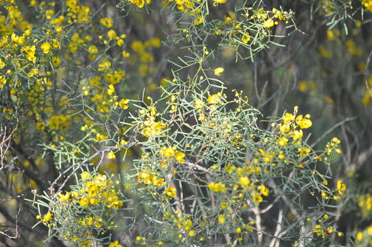 Image of Senna artemisioides subsp. zygophylla