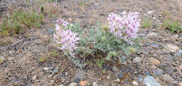 Image of Columbia milkvetch