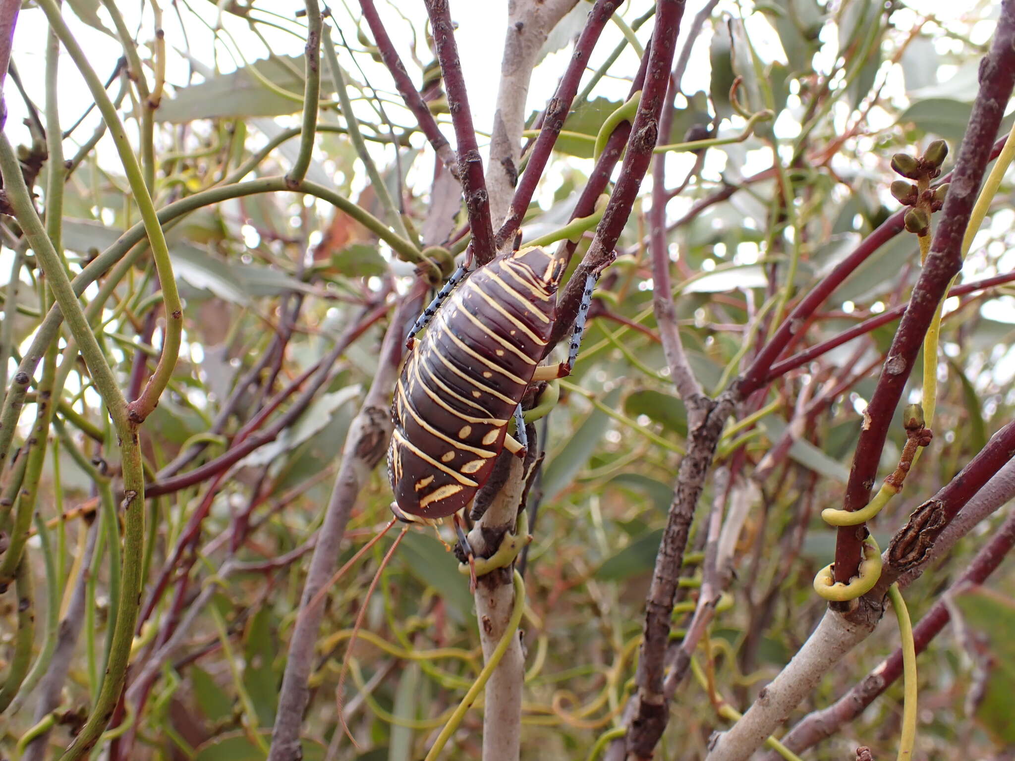 Image of Mardi Gras Cockroach