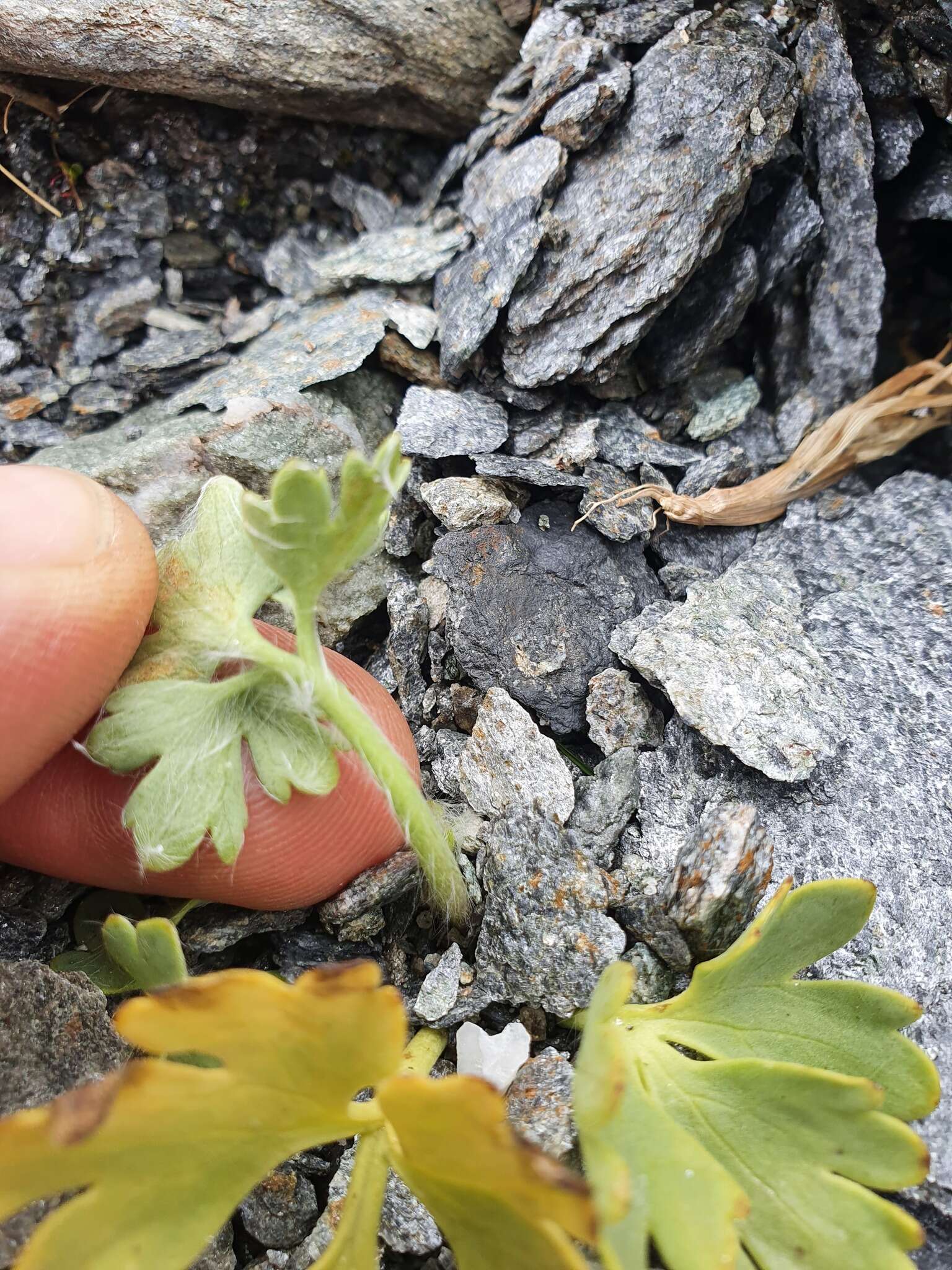 Слика од Ranunculus buchananii Hook. fil.