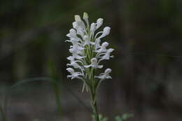 Imagem de Habenaria roxburghii Nicolson