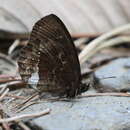 Image of Pedaliodes phazania Grose-Smith 1900