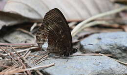 Image of Pedaliodes phazania Grose-Smith 1900