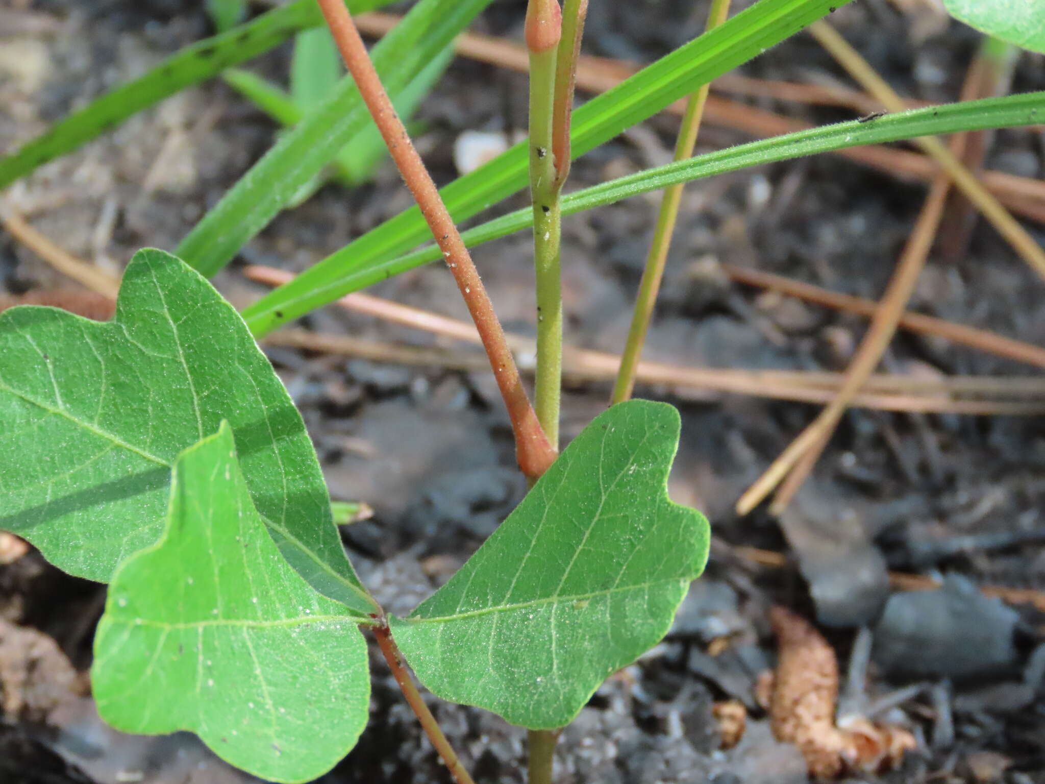 Imagem de Toxicodendron pubescens Mill.