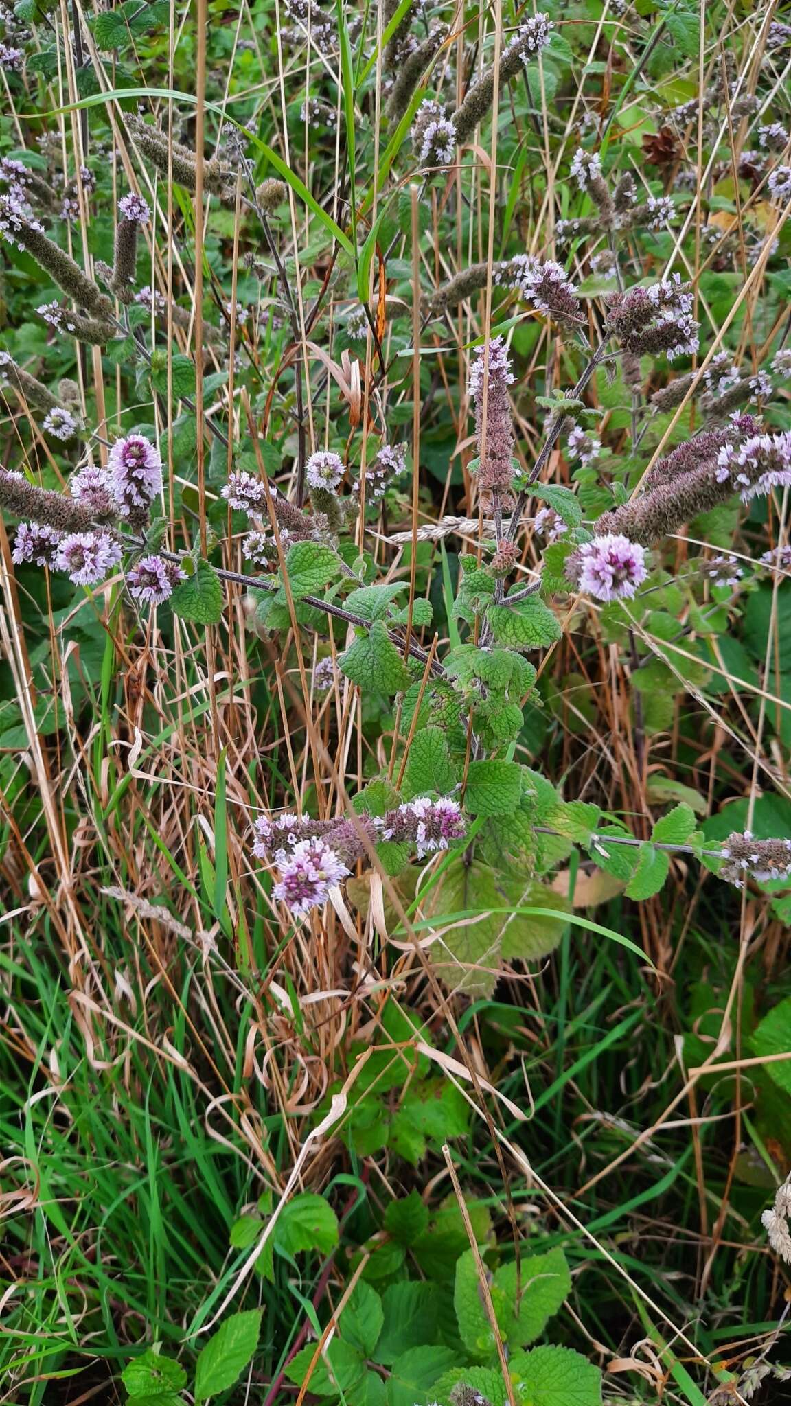 Mentha villosa Huds.的圖片