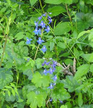 Image of Baker's delphinium