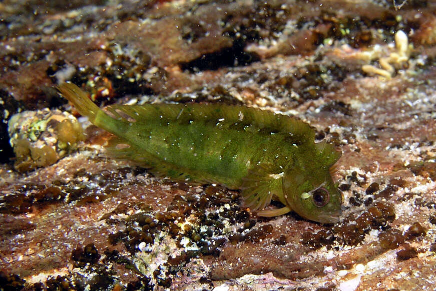 Image of Common weedfish