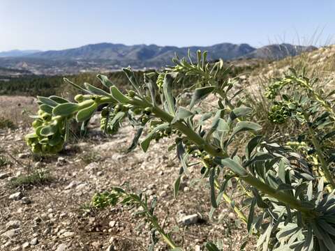 Image of Euphorbia characias subsp. characias