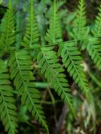 Image of Cuban Maiden Fern