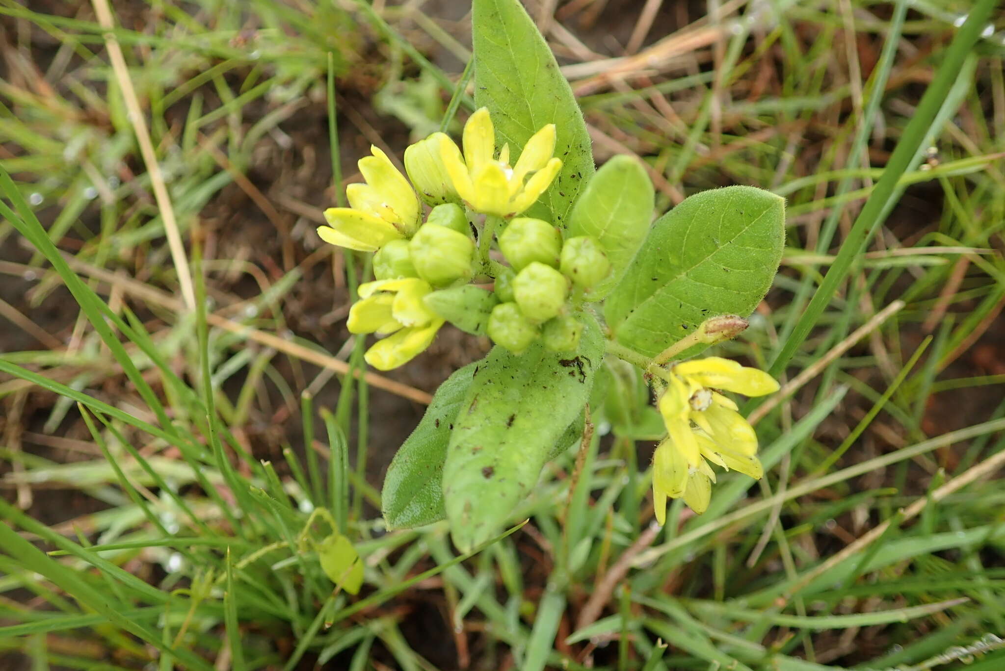 Image de Schizoglossum flavum Schltr.