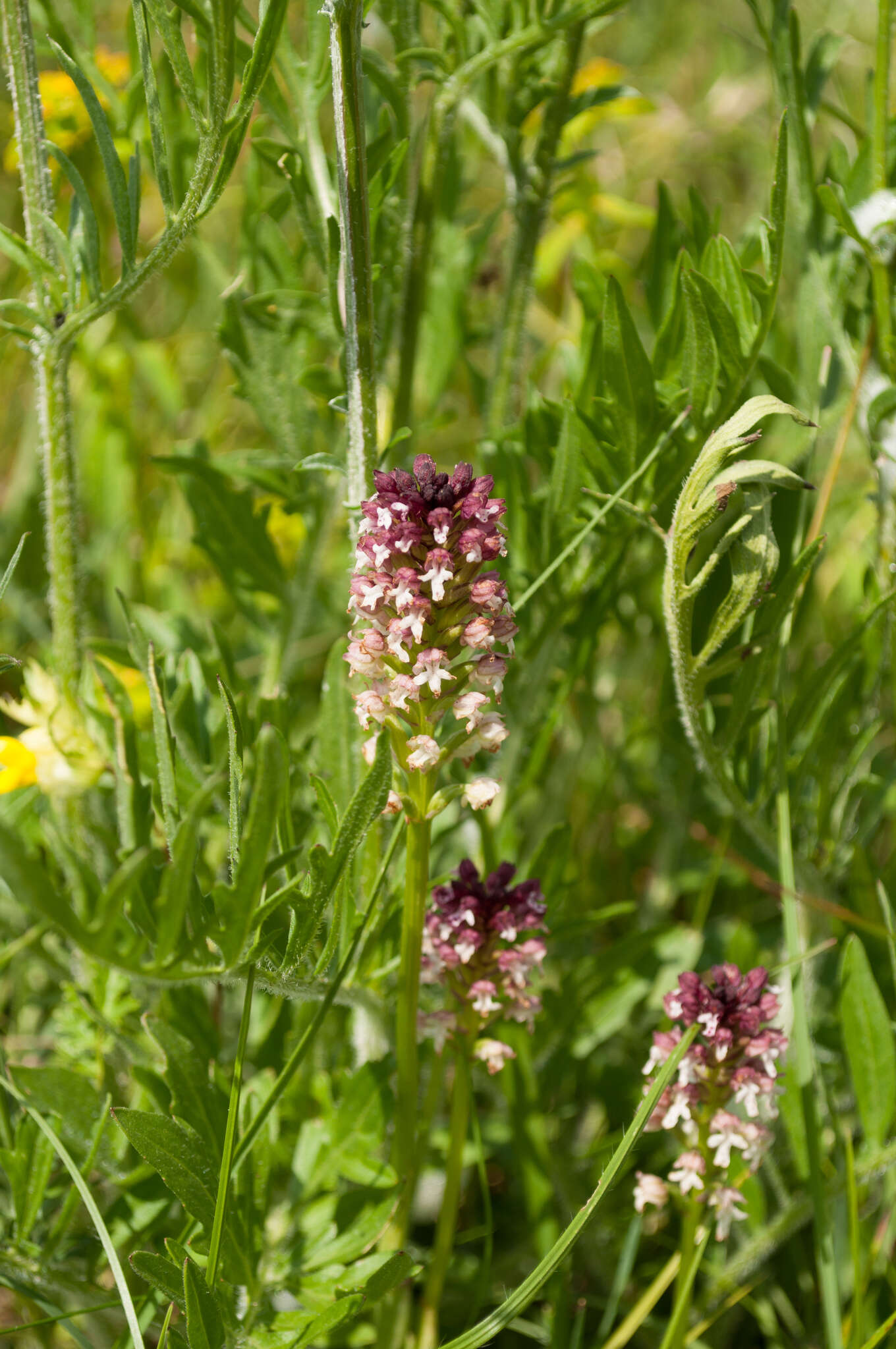 Image of Neotinea ustulata var. ustulata