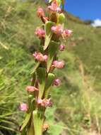 Image de Satyrium neglectum Schltr.