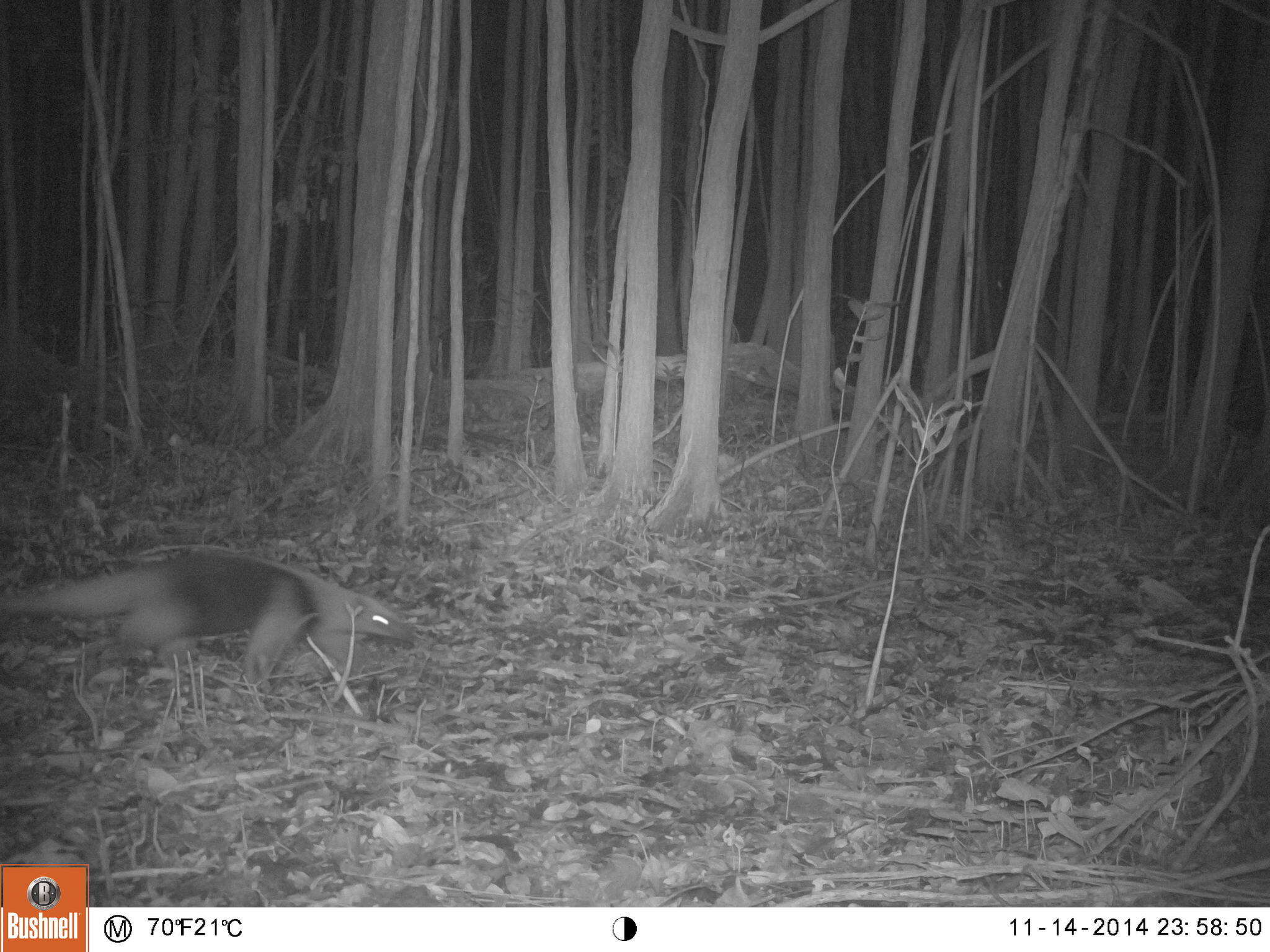 Image of Northern Tamandua