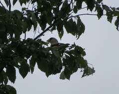 Image of Japanese Grosbeak