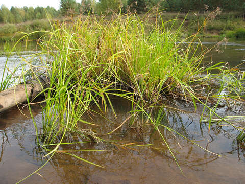 Image of Scirpus radicans Schkuhr