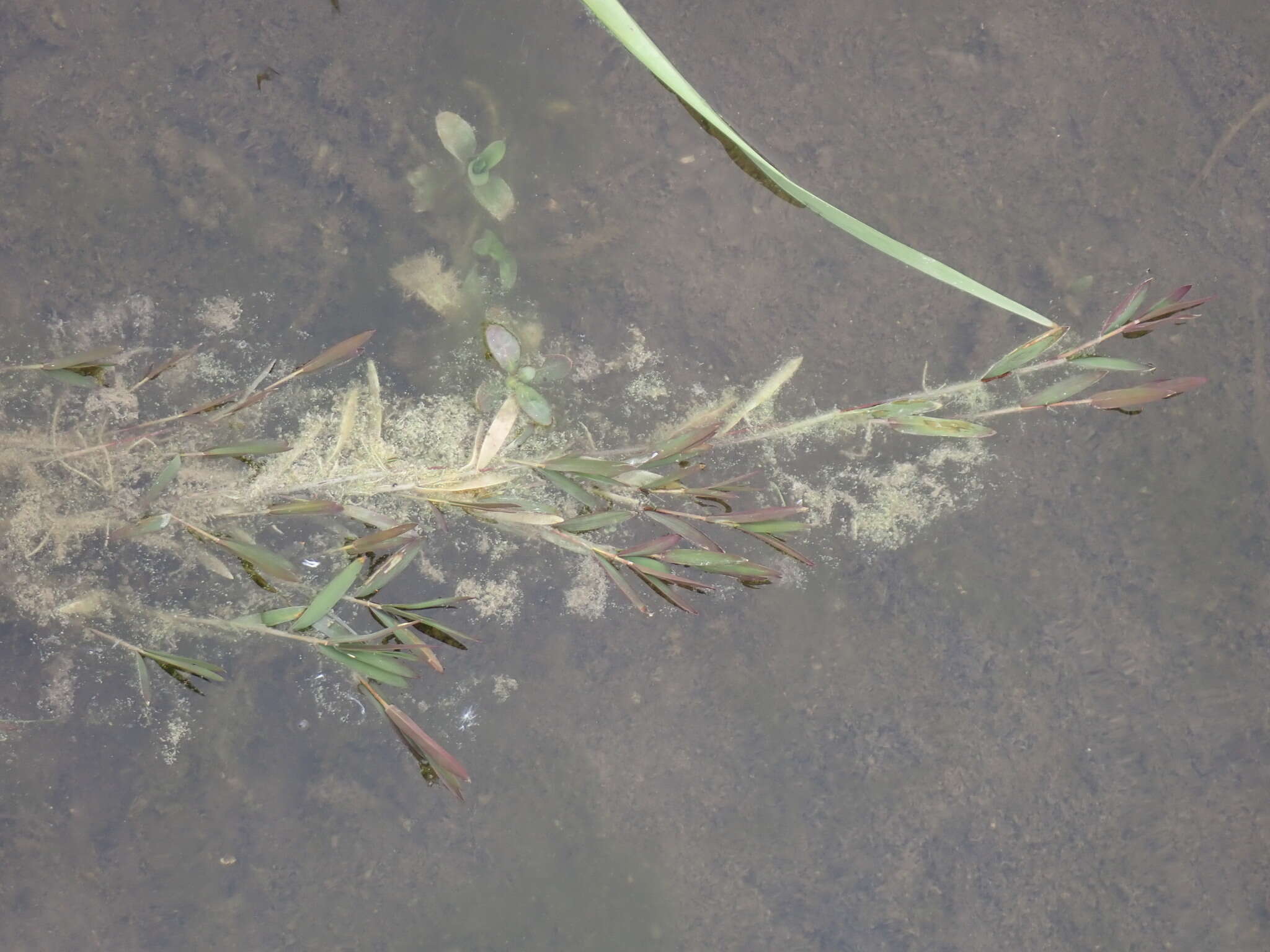 Image of Southern Water Grass