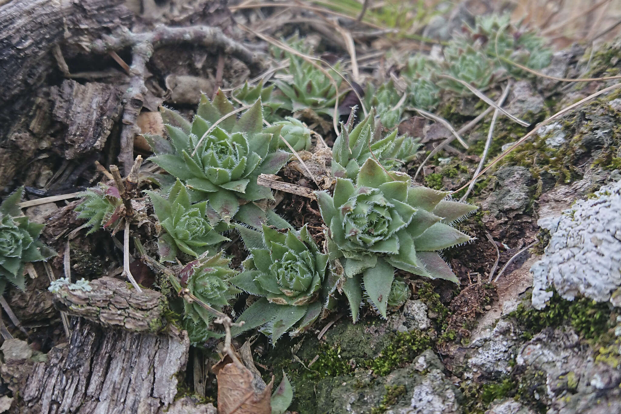 Image of Sempervivum globiferum subsp. hirtum (L.) H.