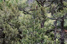 Image of East Himalayan fir