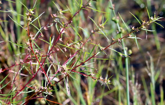 Image of Narrow-Leaf Primrose-Willow