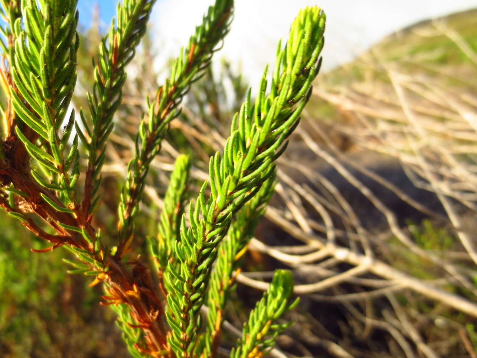 Image of nine-pin heath