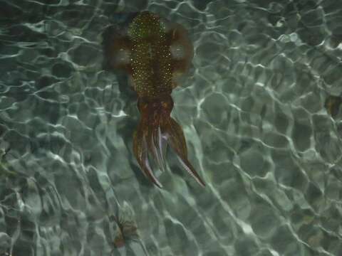 Image of Caribbean reef squid