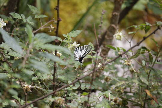 Image of <i>Graphium eurous asakurae</i>