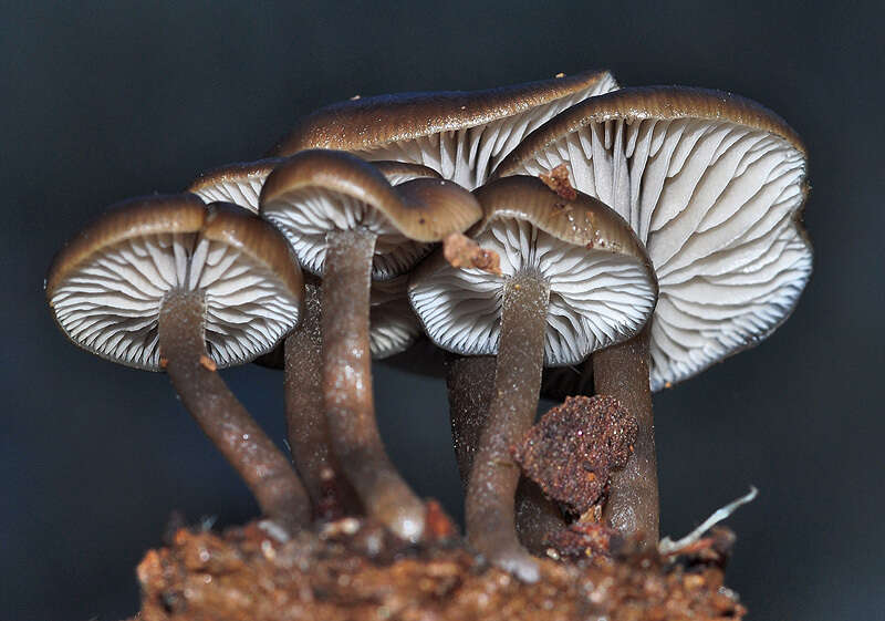 Image of Entoloma cistophilum Trimbach 1981