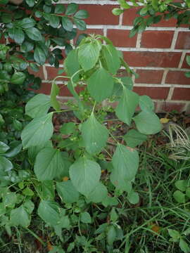 Image of Indian acalypha