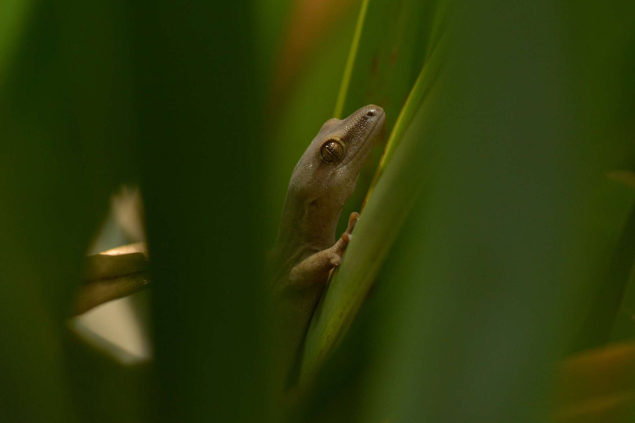 Image of Gold-striped Gecko