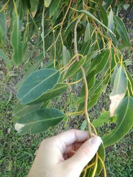 Sivun Eucalyptus gomphocephala A. Cunn. ex DC. kuva