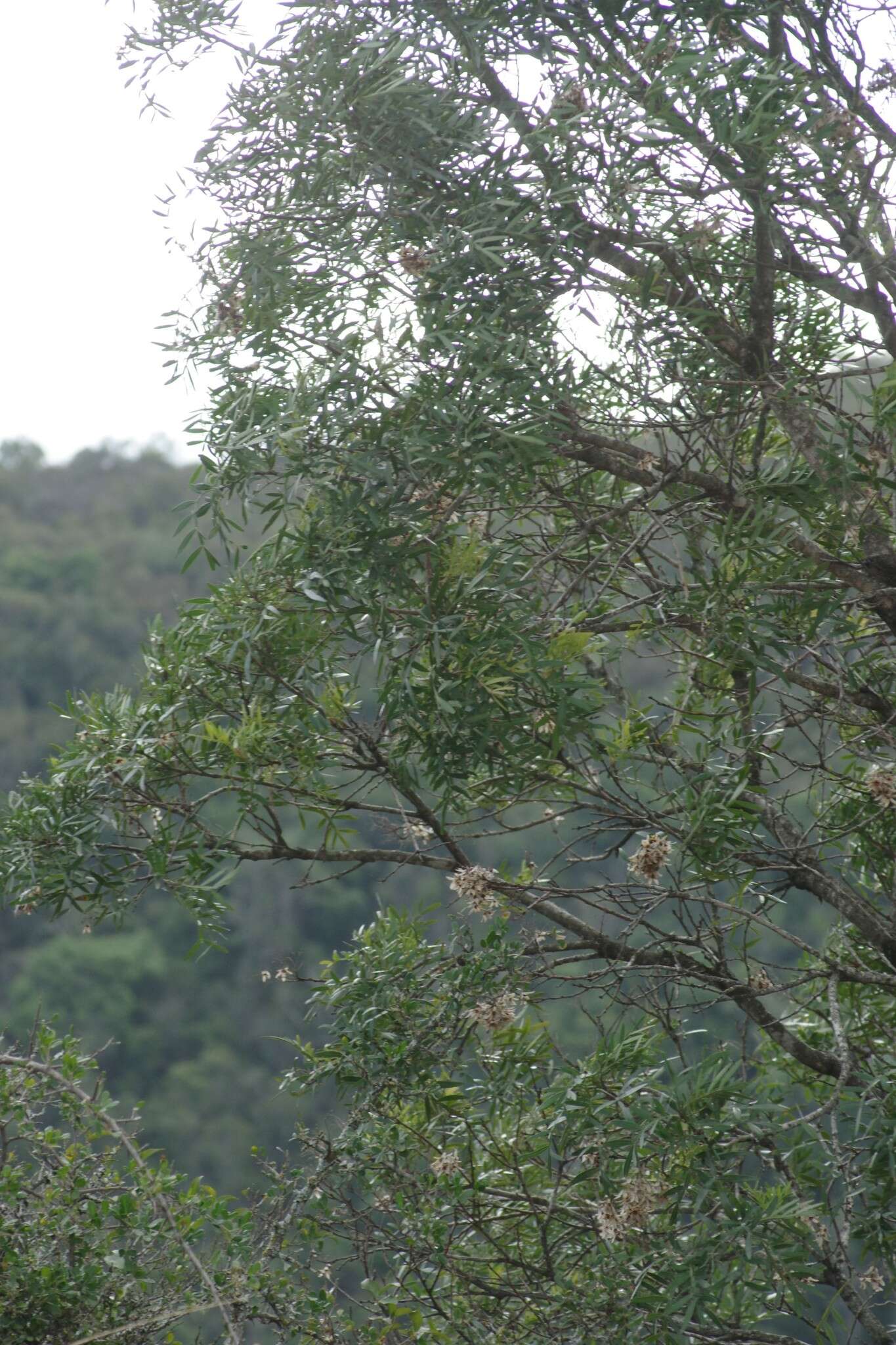 Image of Tar wood