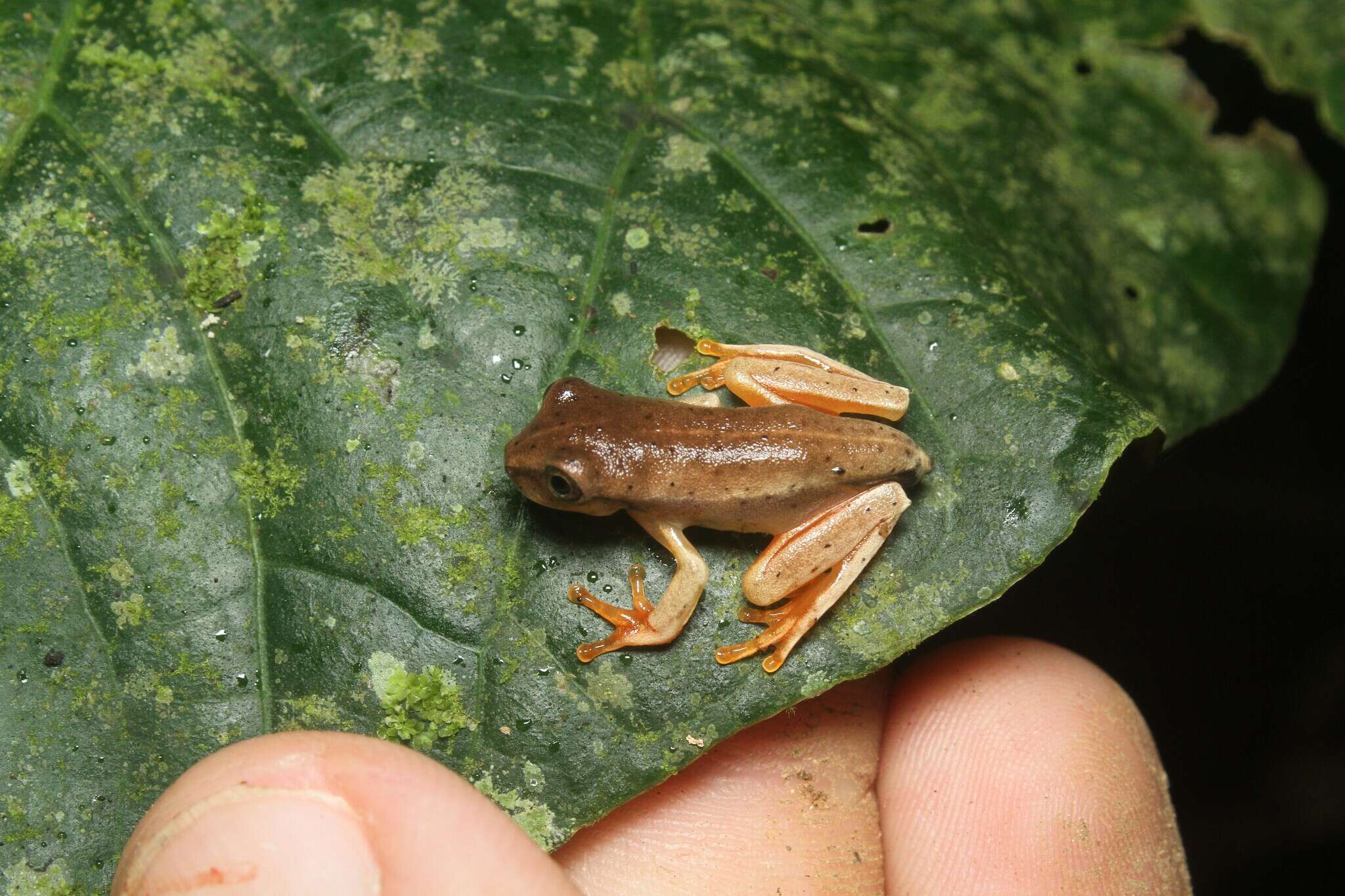 Bokermannohyla circumdata (Cope 1871)的圖片