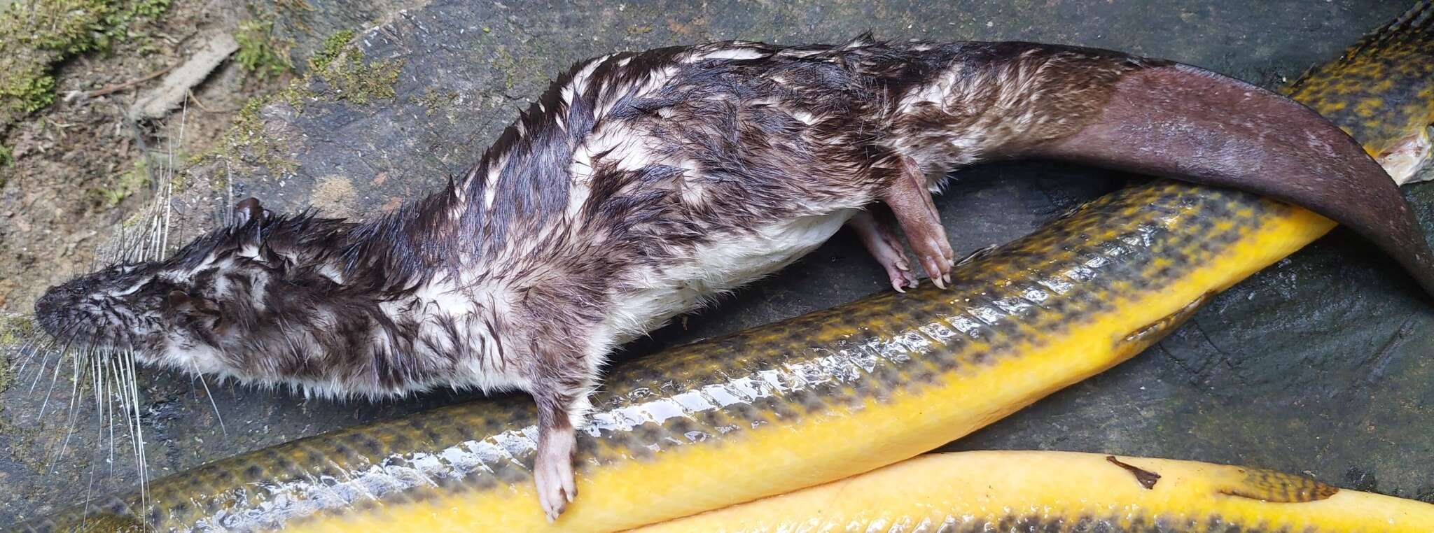 Image of Giant otter shrews