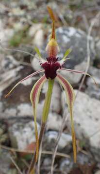 Image of Green comb spider orchid