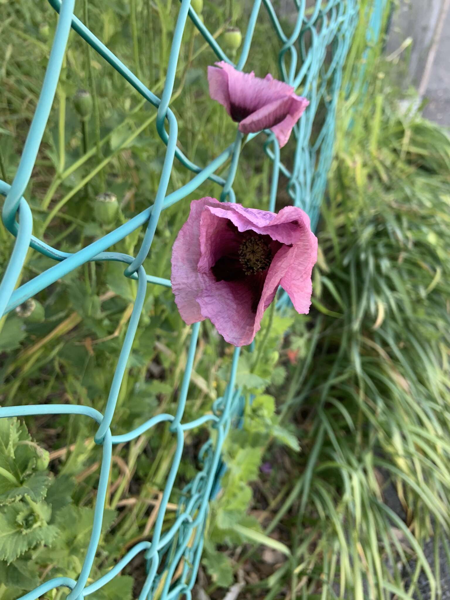 Imagem de Papaver setigerum DC.