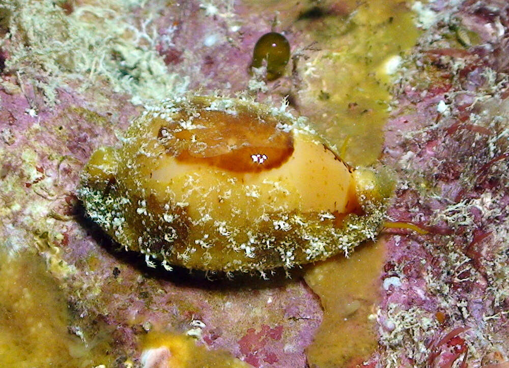 Image of Bistolida stolida kwajaleinensis (P. Martin & Senders 1983)